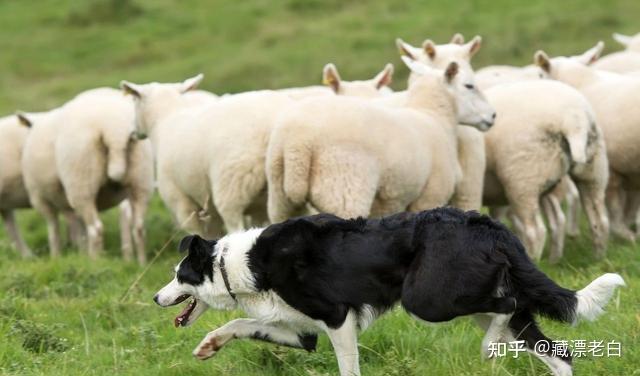 比利时牧羊犬多少钱_比利时牧羊犬价格_比利时犬牧羊价格表