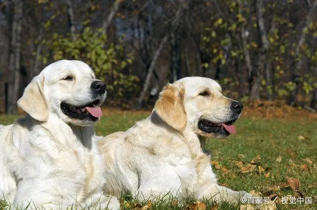 黑色拉布拉多价钱_黑色拉布拉多犬价格_黑色拉布拉多市场价格