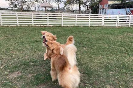 金毛要花多少钱_金毛犬需要什么_金毛犬要多少钱