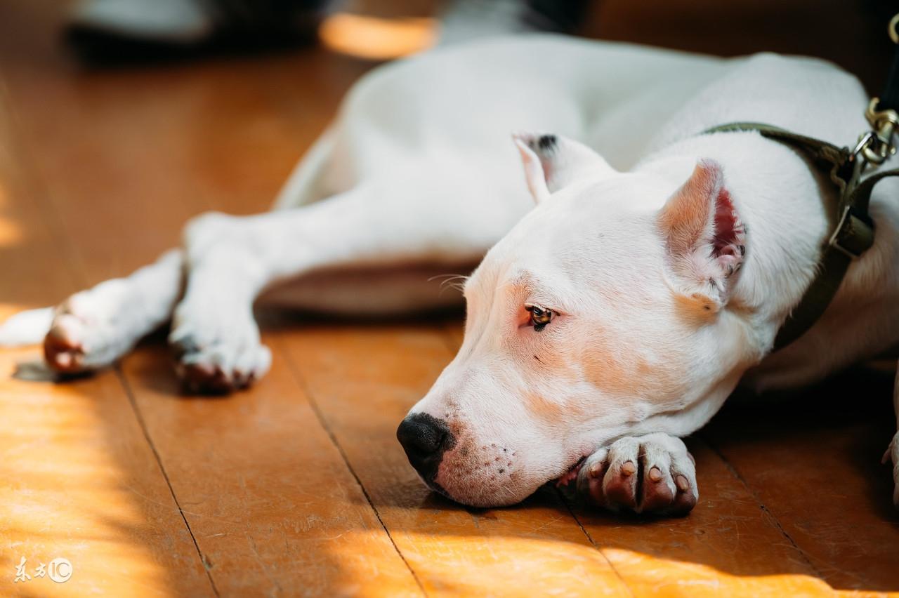 阿根廷杜高犬图片价格_阿根廷杜高犬价格_阿根廷名犬杜高