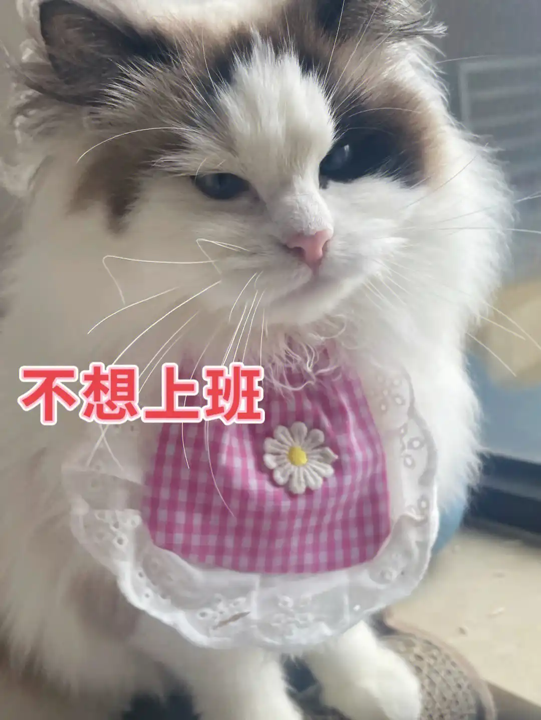 宠物猫交易网站_宠物猫网上交易平台_宠物猫网站交易市场