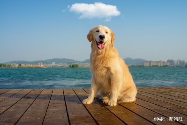 犬拉布拉多介绍图片_拉布拉多宠物犬_拉布拉多犬介绍