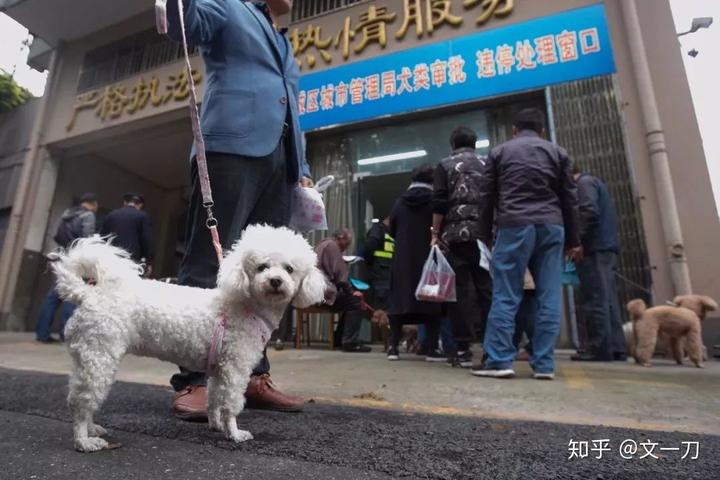 北京犬多少钱一只_北京犬舍哪家好_北京狗吧