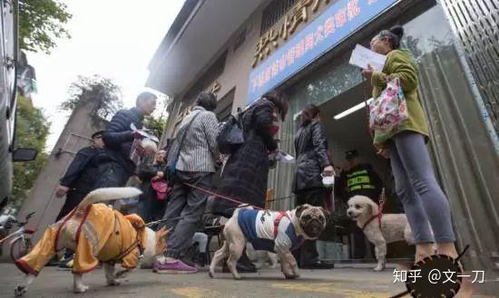 北京狗吧_北京犬舍哪家好_北京犬多少钱一只