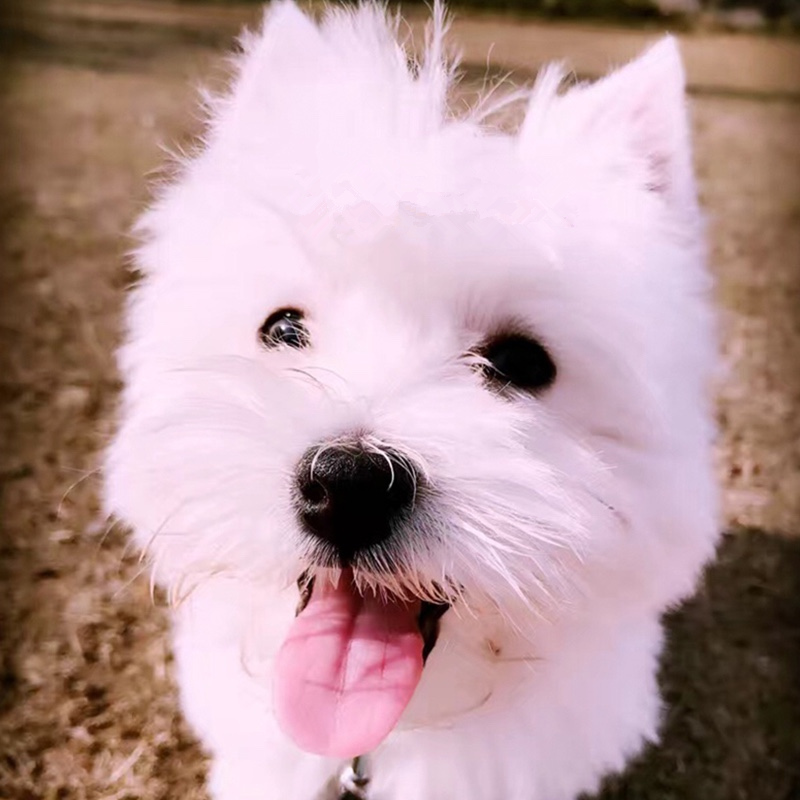 专卖茶杯犬_哪里有卖茶杯犬_狗市茶杯犬