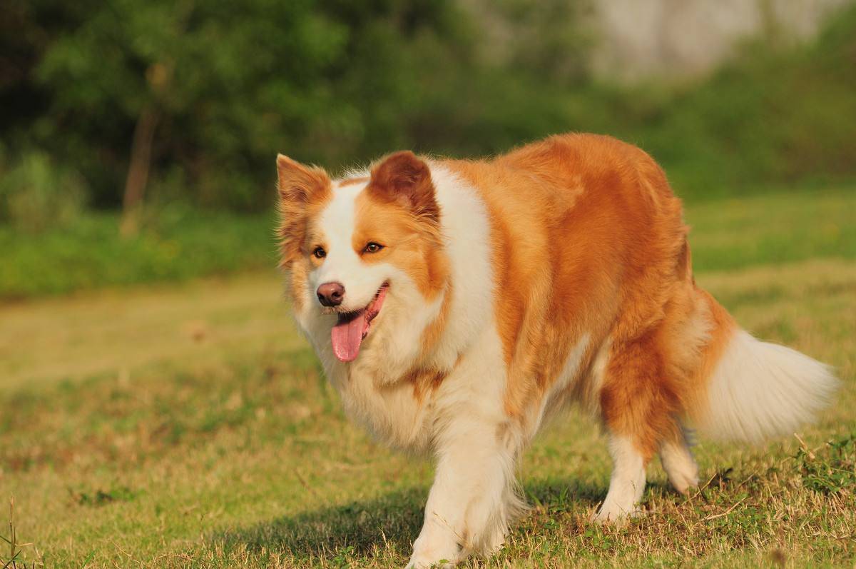 边境牧羊犬多少钱_边境牧羊犬价钱_边境牧羊犬牧羊