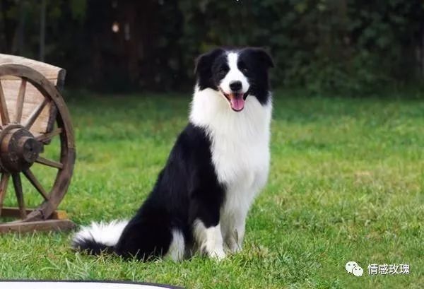 苏格兰牧羊犬吧_苏格兰牧羊犬贵吗_苏格兰牧羊犬多少钱