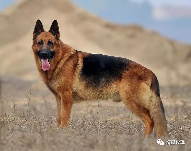 苏格兰牧羊犬吧_苏格兰牧羊犬贵吗_苏格兰牧羊犬多少钱