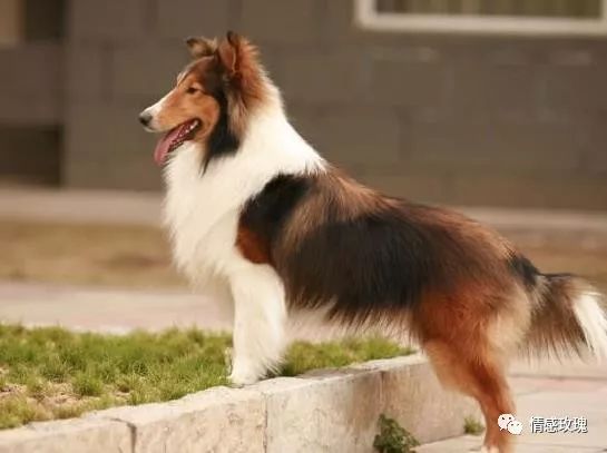 苏格兰牧羊犬多少钱_苏格兰牧羊犬吧_苏格兰牧羊犬贵吗