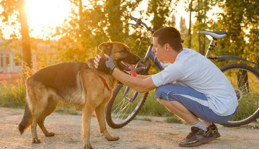 德国牧羊犬论坛_犬中之王德国牧羊犬_狗市德国牧羊犬视频